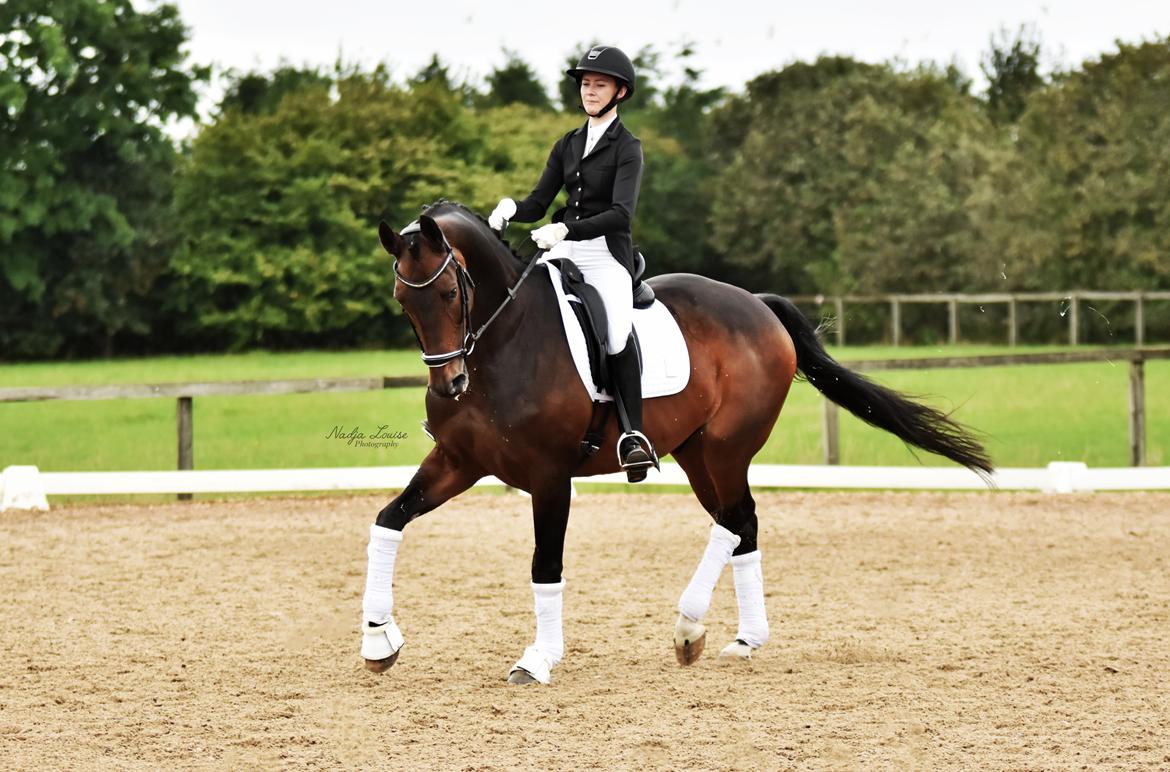 Dansk Varmblod Kjærholm's Médoc *Himmelhest* billede 17