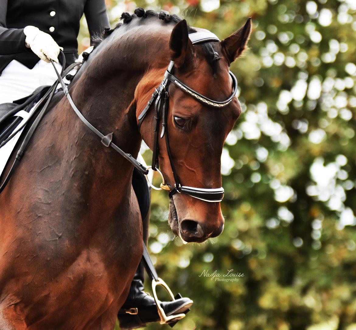 Dansk Varmblod Kjærholm's Médoc *Himmelhest* billede 19