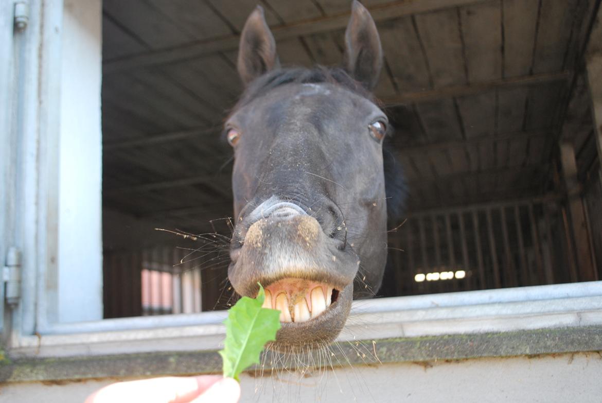 DSP Vasehøjs Lancelot billede 7