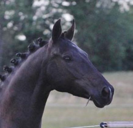 DSP Vasehøjs Lancelot billede 9