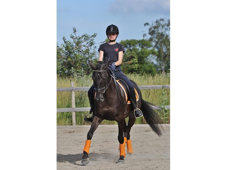 DSP Vasehøjs Lancelot billede 10