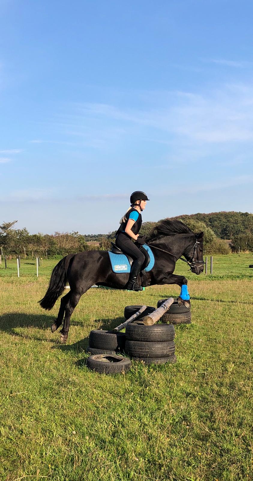 Anden særlig race Stalden's Noah billede 13