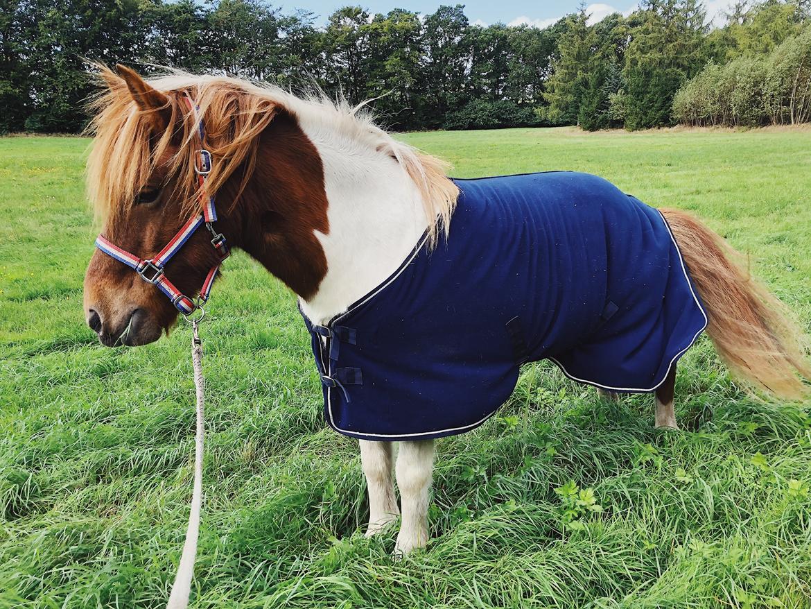 Islænder Aron fra Granhøjgaard billede 10