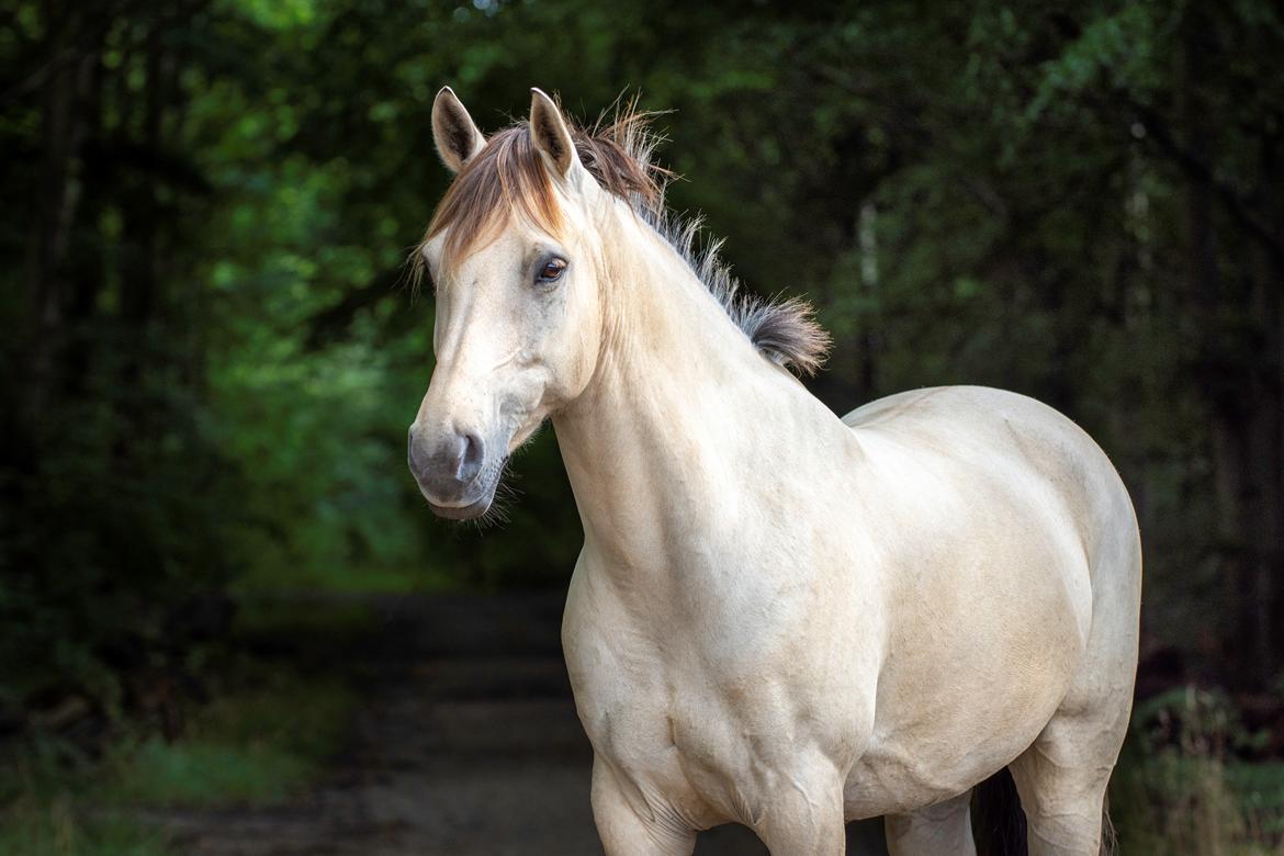 Anden særlig race Bubie (Bella II) billede 25