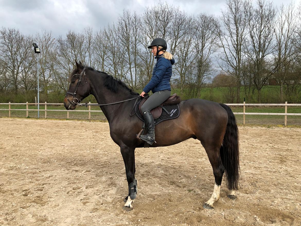 Tysk Oldenburger Trivaldo billede 12