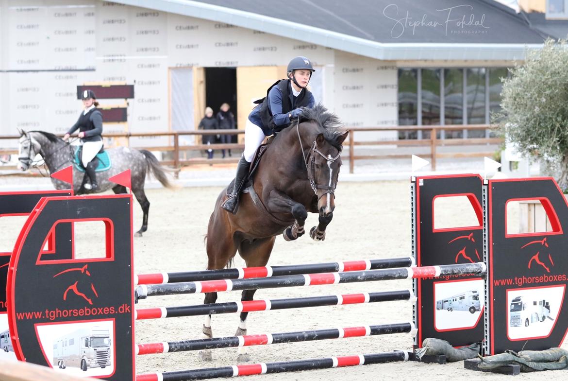 Tysk Oldenburger Trivaldo billede 13