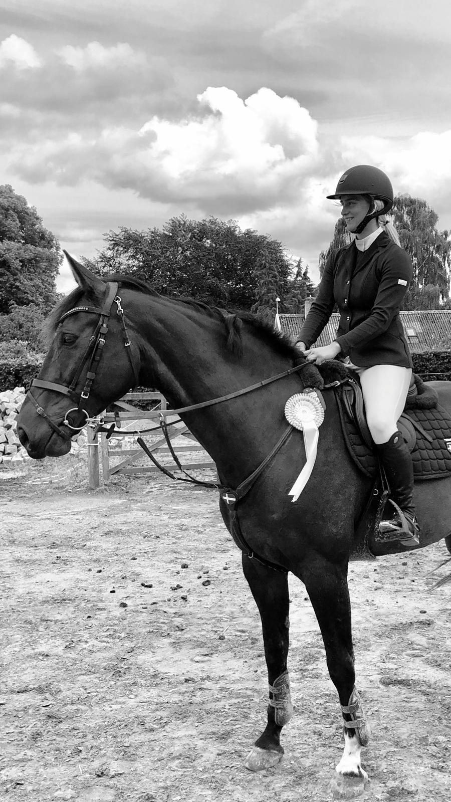 Tysk Oldenburger Trivaldo billede 15