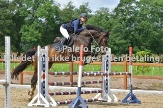 Tysk Oldenburger Trivaldo billede 17