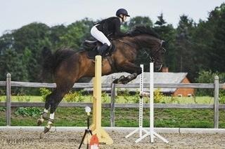 Tysk Oldenburger Trivaldo billede 18