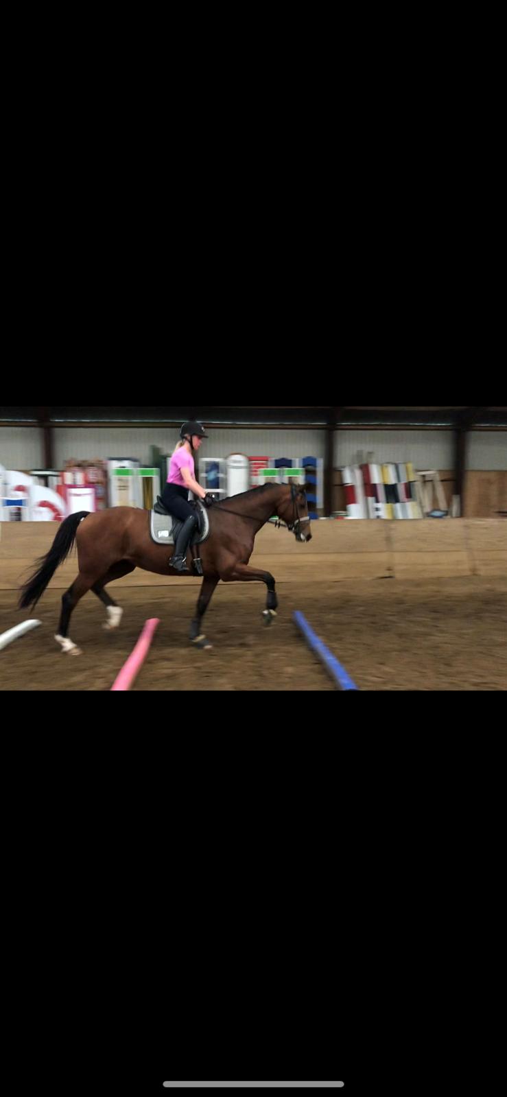 Dansk Varmblod Patchouli billede 10