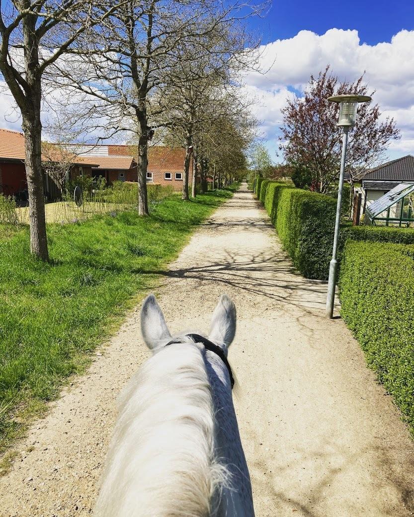 Hollandsk Varmblod Santana - På tur i Vildbjerg - foråret ´20 billede 11