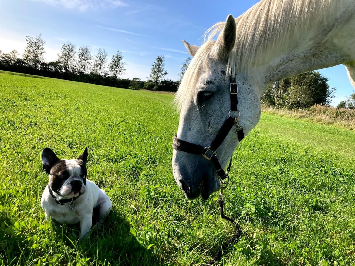 Hollandsk Varmblod Santana - Vi hygger med græs og godt selskab - september ´20 billede 16