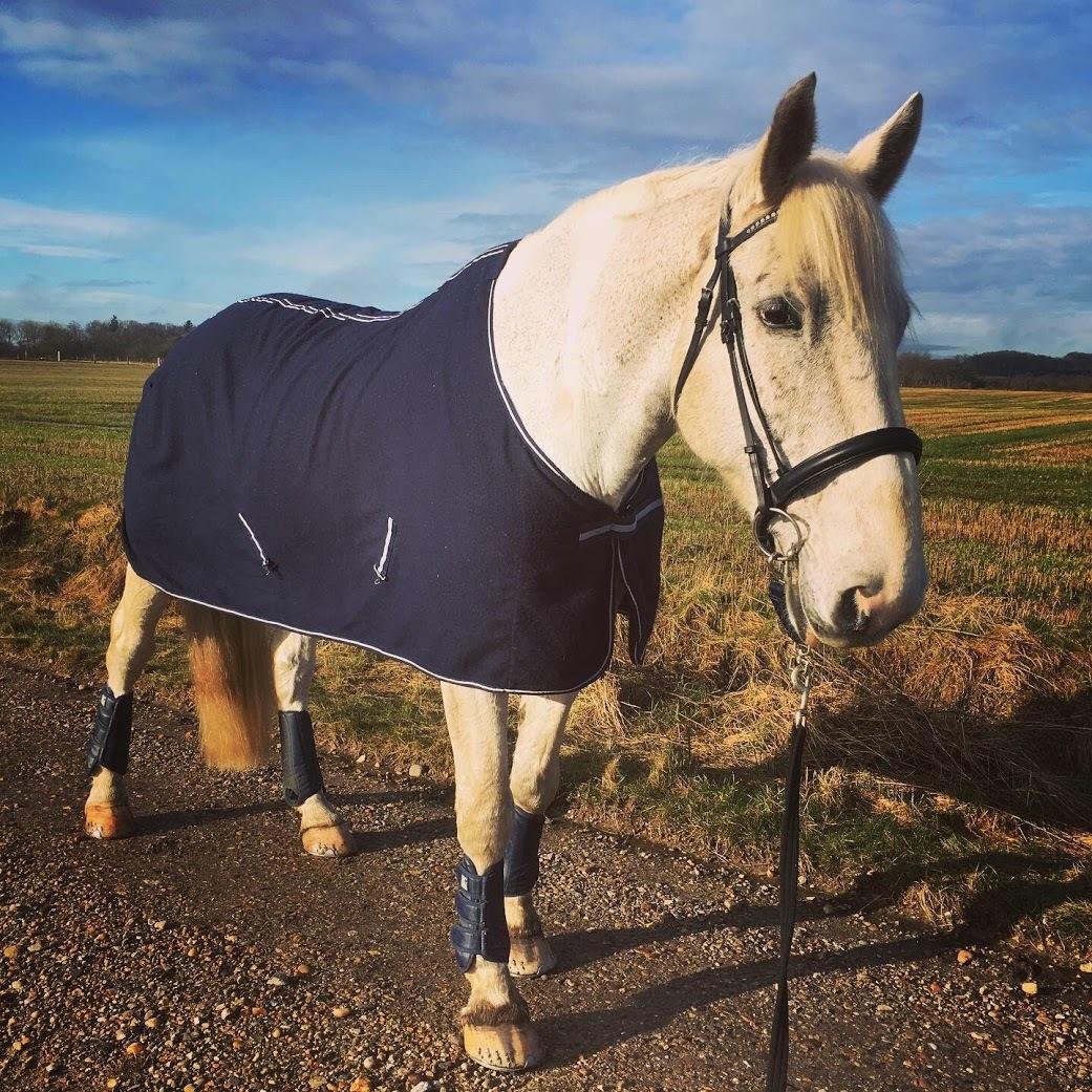 Hollandsk Varmblod Santana - Så fin i forårssolen - foråret ´20 billede 10