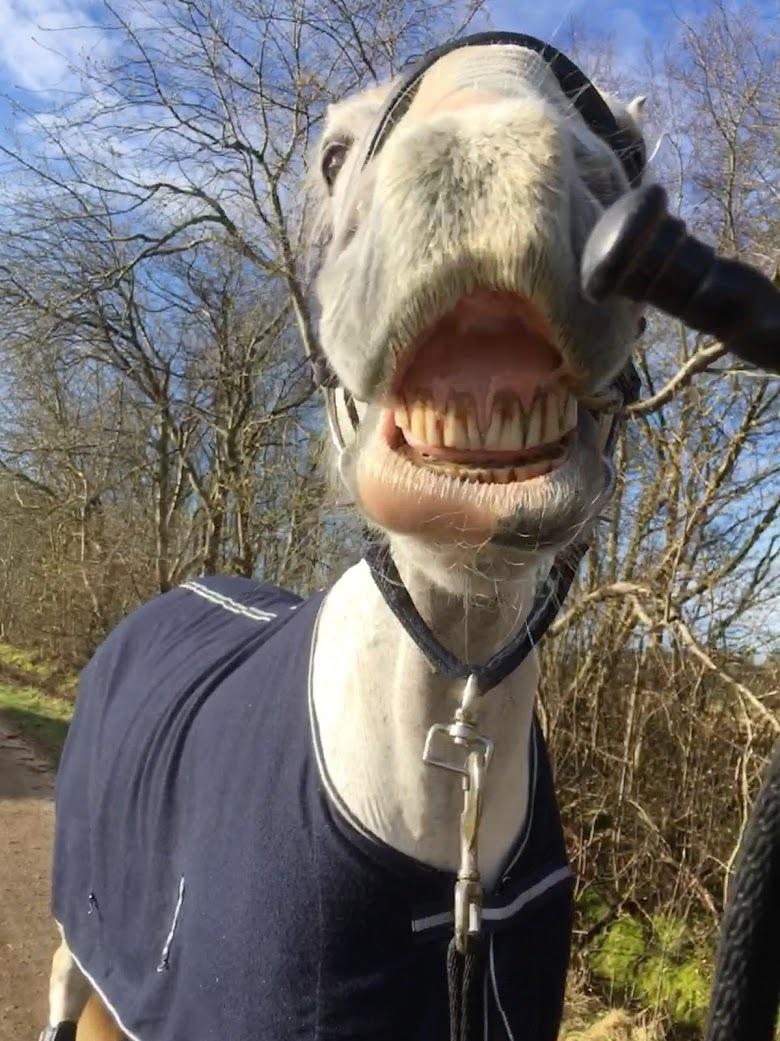 Hollandsk Varmblod Santana - Stort smil - foråret ´20 billede 12