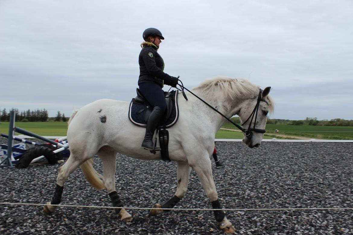 Hollandsk Varmblod Santana - Undervisning - tidlig forår ´20 billede 13