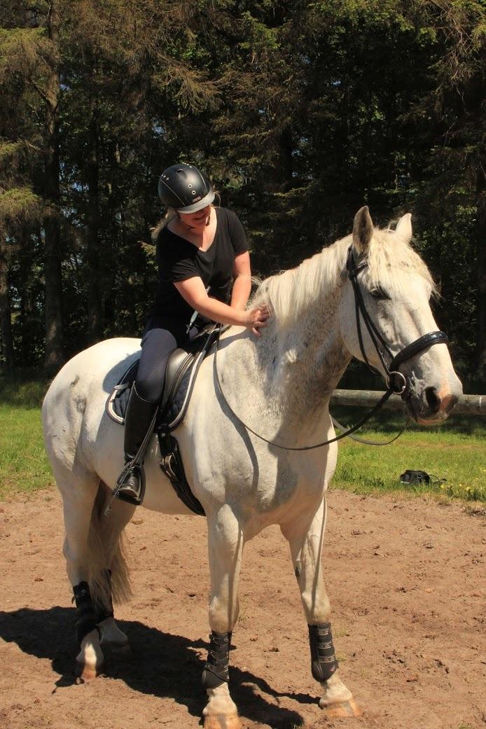 Hollandsk Varmblod Santana - Dygtige, store dreng - Søndertoft Maj ´20 billede 14