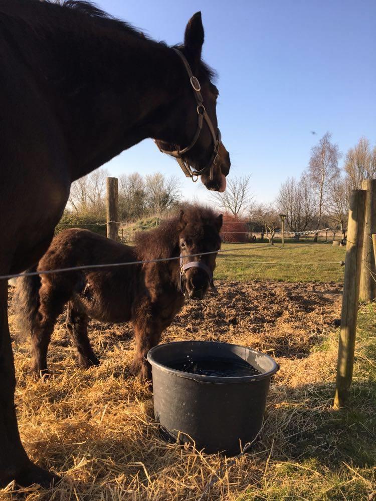 Anden særlig race Kenzo billede 2