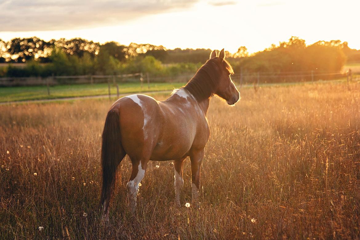 Anden særlig race Shrek | Himmelhest - Et af de sidste billeder af Shrek, dagen inden han blev aflivet. Her i den smukkeste solnedgang. Så ualmindeligt meget kærlighed til den lille fyr.  billede 20