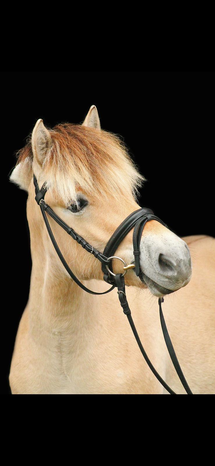 Fjordhest Caïx kraghede billede 14