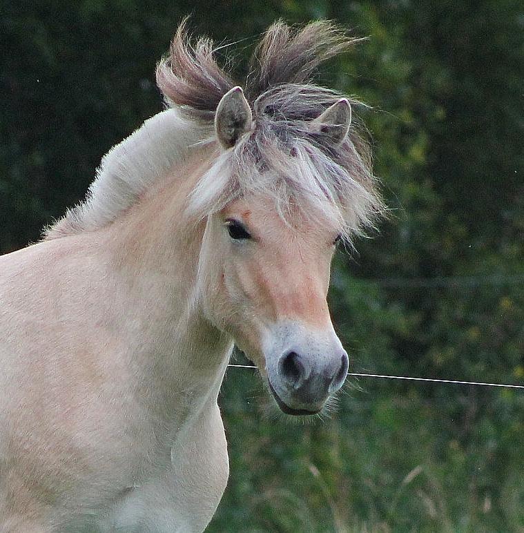 Fjordhest Caïx kraghede billede 11