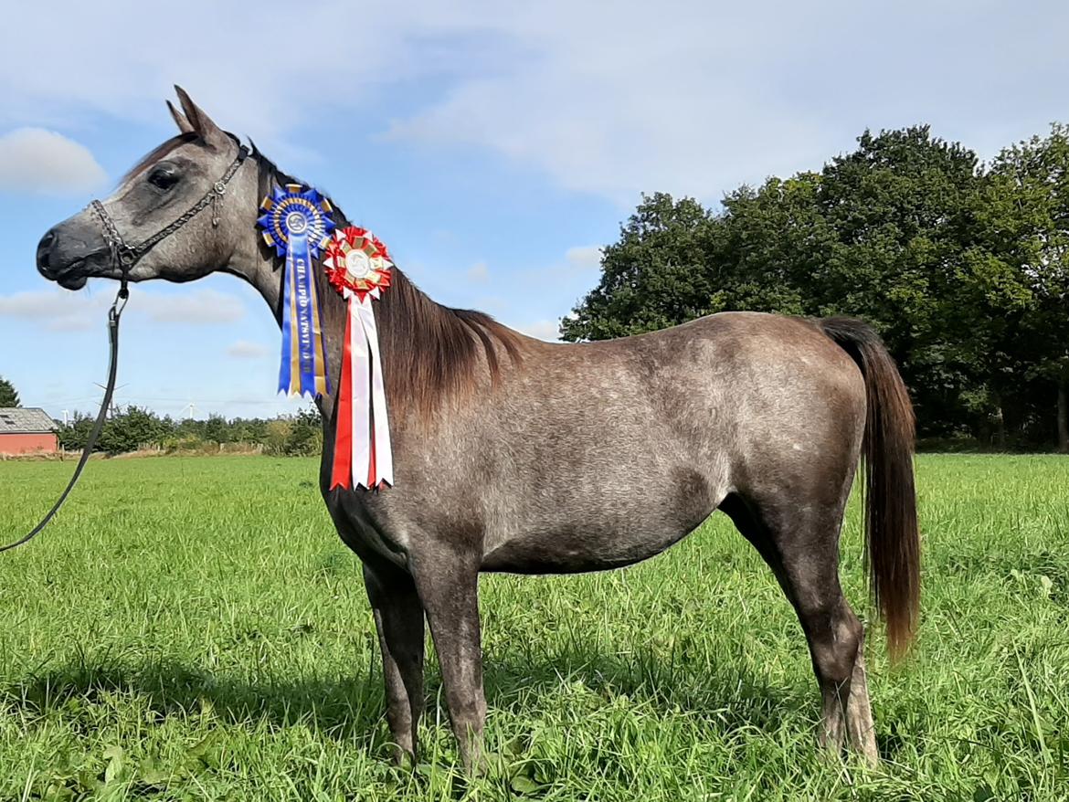 Arabisk fuldblod (OX) WA Electra billede 9