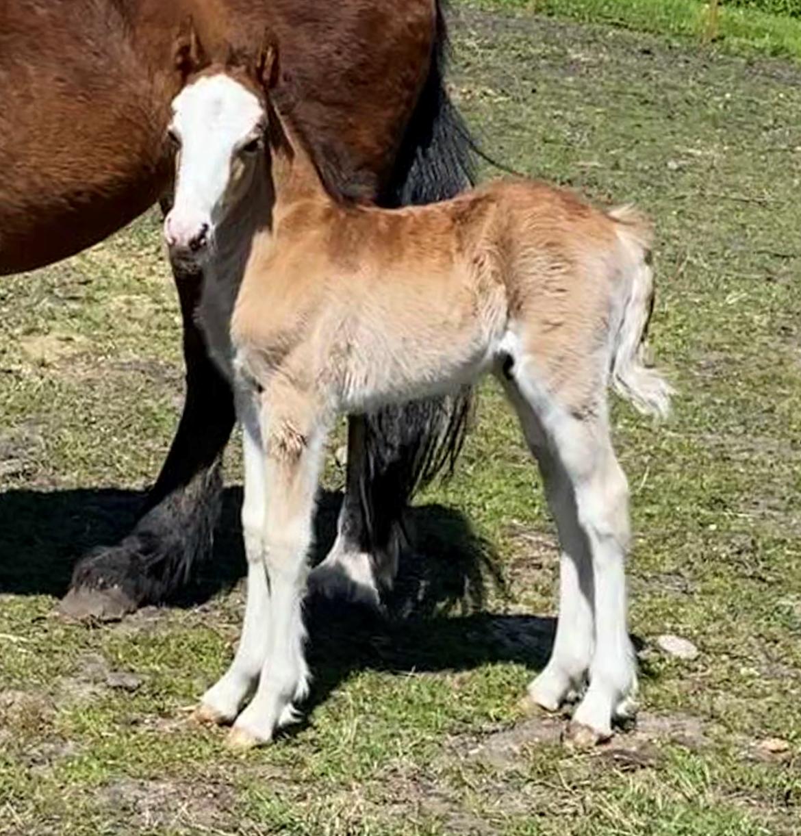 Welsh Cob (sec D) Rhosynfryd Reign billede 1