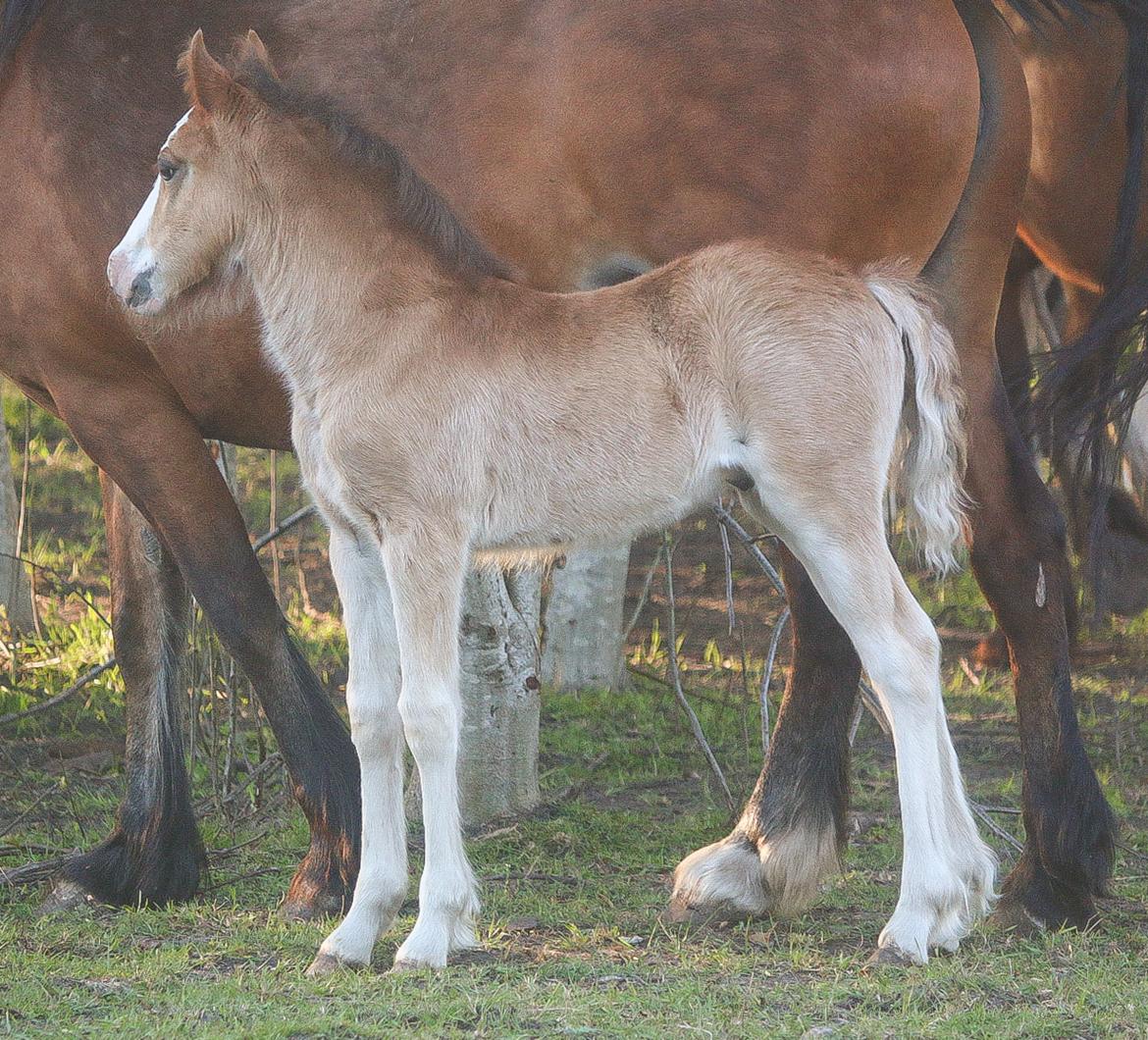 Welsh Cob (sec D) Rhosynfryd Reign billede 3