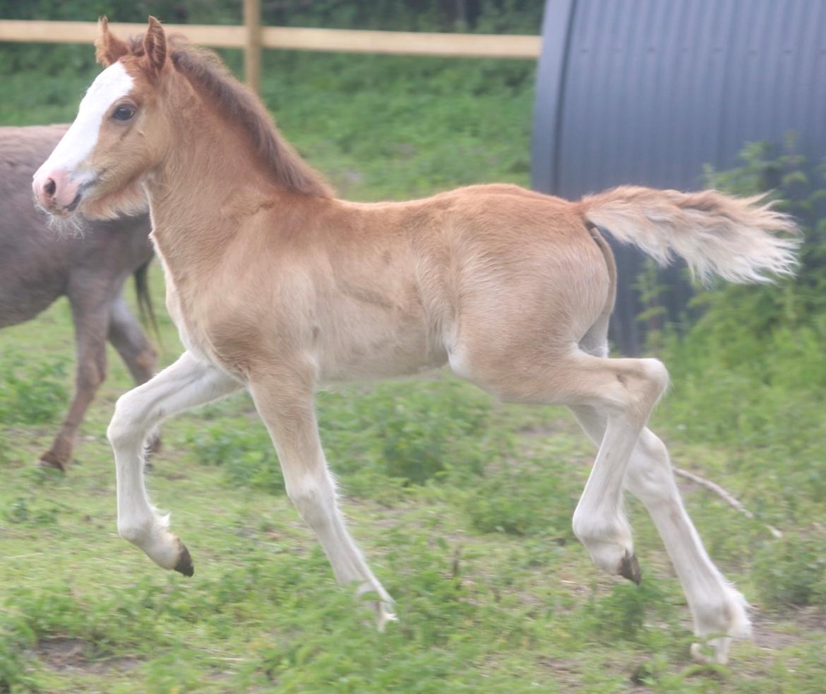 Welsh Cob (sec D) Rhosynfryd Reign billede 4