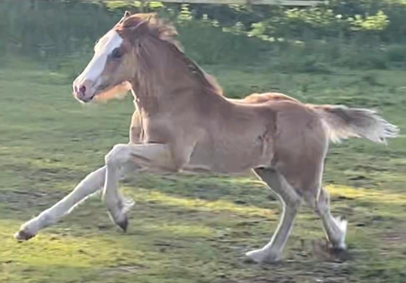 Welsh Cob (sec D) Rhosynfryd Reign billede 5