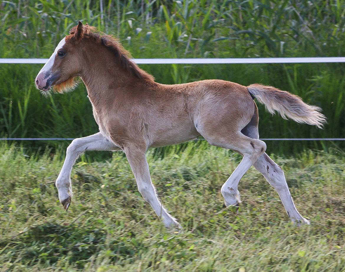 Welsh Cob (sec D) Rhosynfryd Reign billede 6