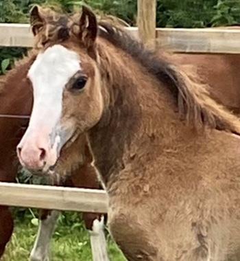 Welsh Cob (sec D) Rhosynfryd Reign billede 7