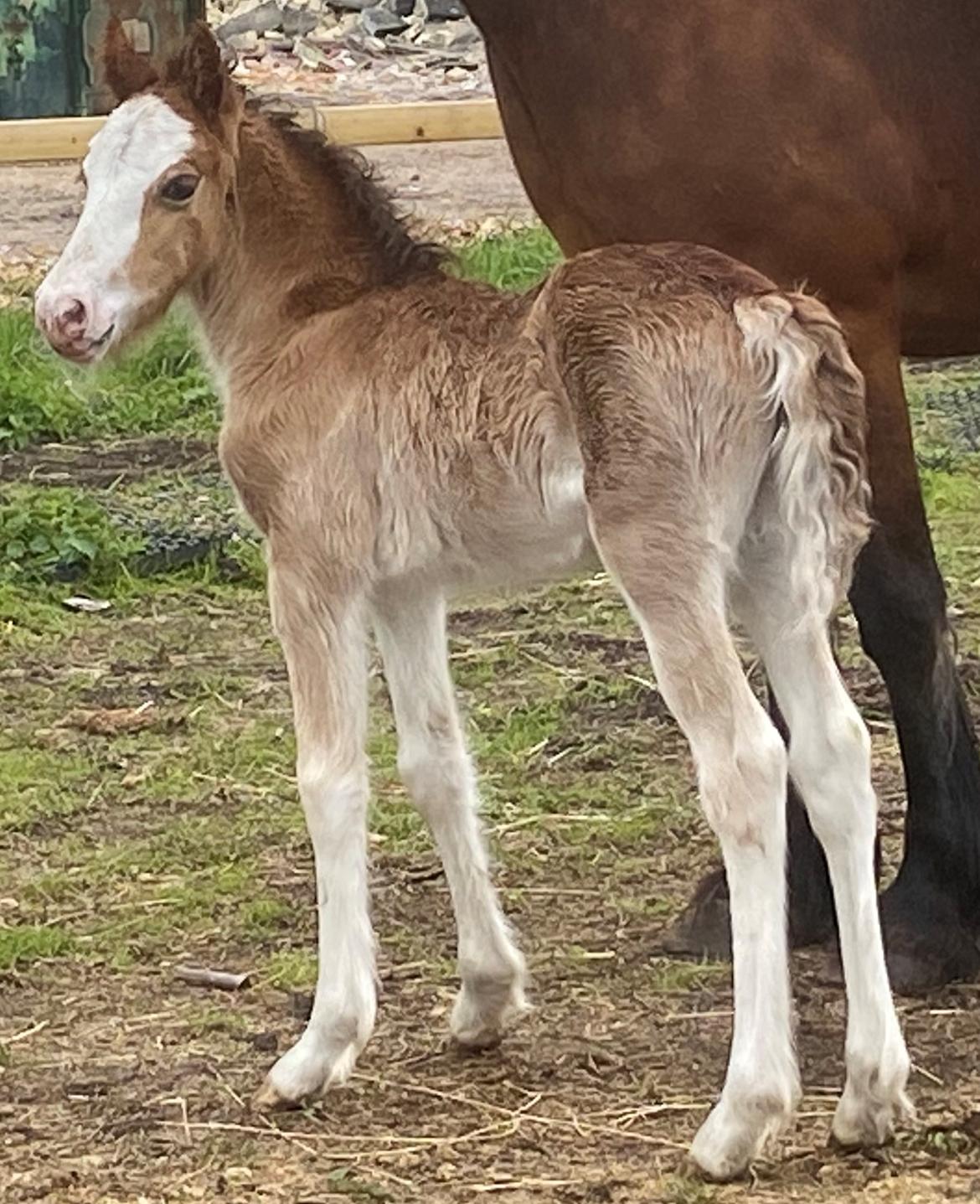 Welsh Cob (sec D) Rhosynfryd Reign billede 2