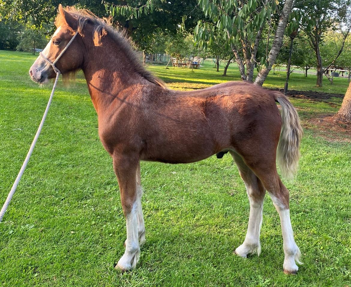 Welsh Cob (sec D) Rhosynfryd Reign billede 8