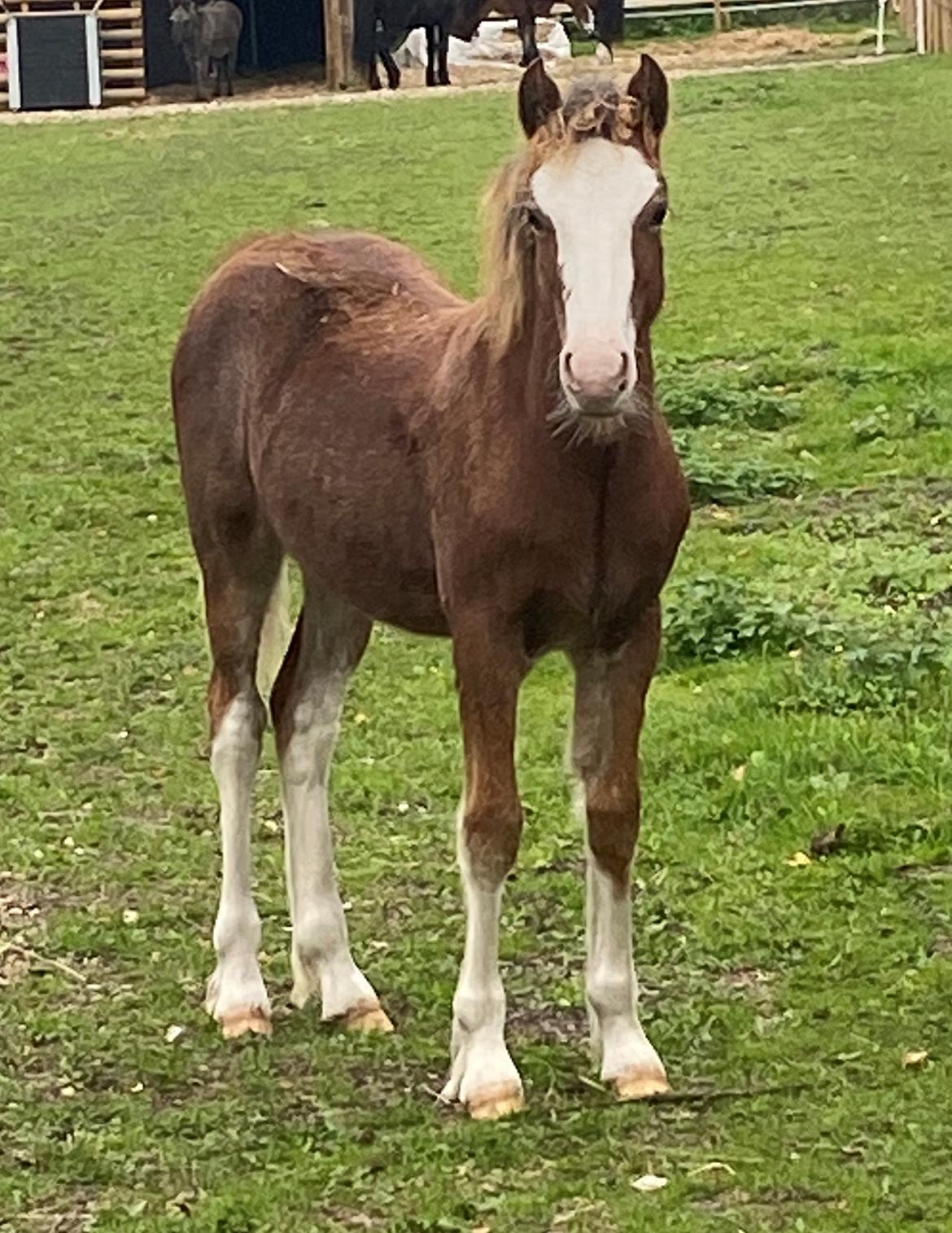 Welsh Cob (sec D) Rhosynfryd Reign billede 9