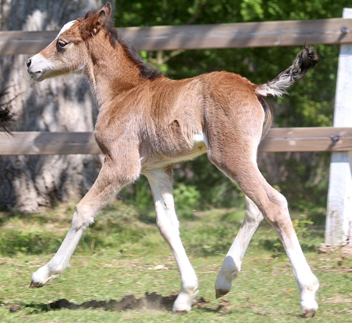Welsh Cob (sec D) Rhosynfryd Rosiebelle billede 1