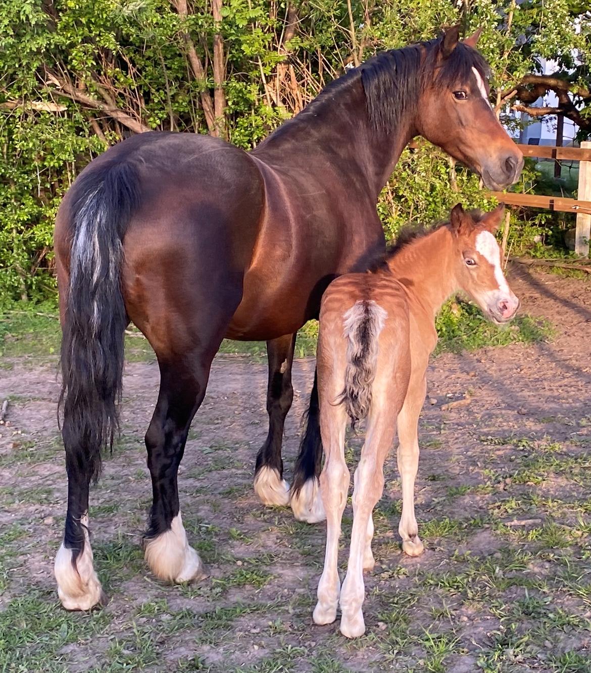 Welsh Cob (sec D) Rhosynfryd Rosiebelle billede 3