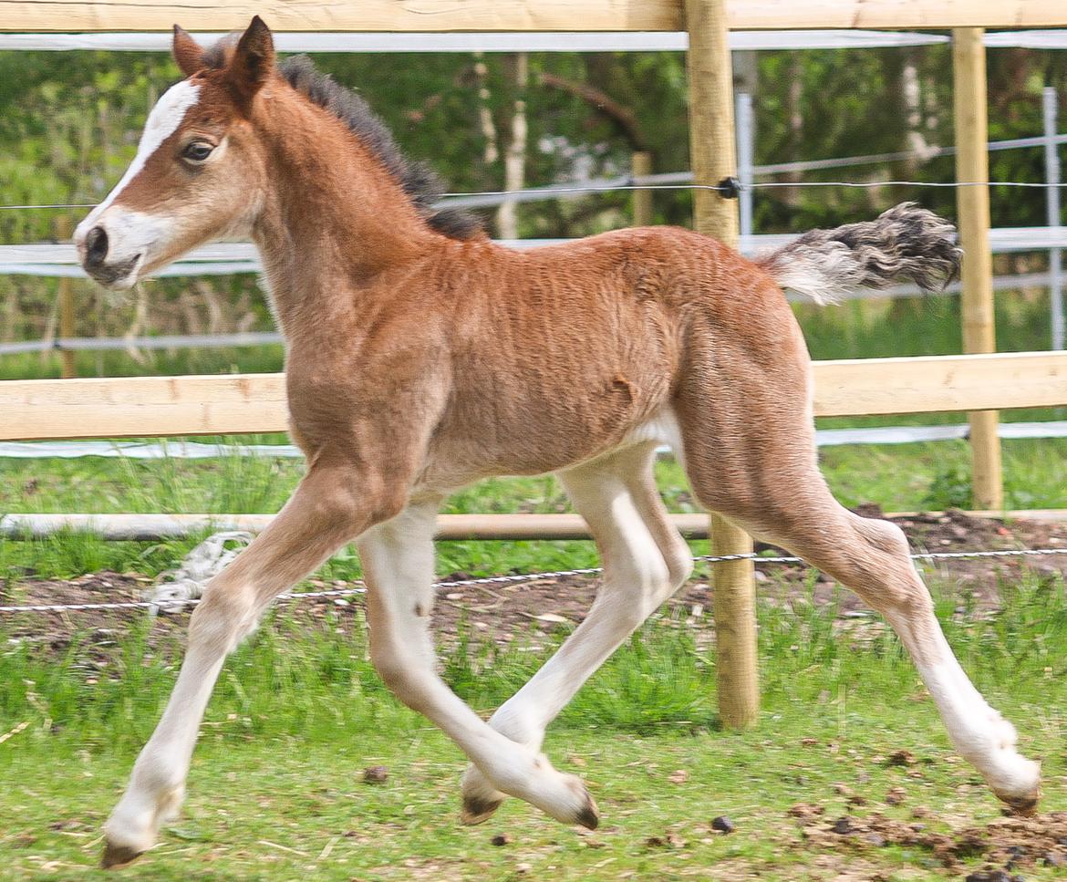 Welsh Cob (sec D) Rhosynfryd Rosiebelle billede 2