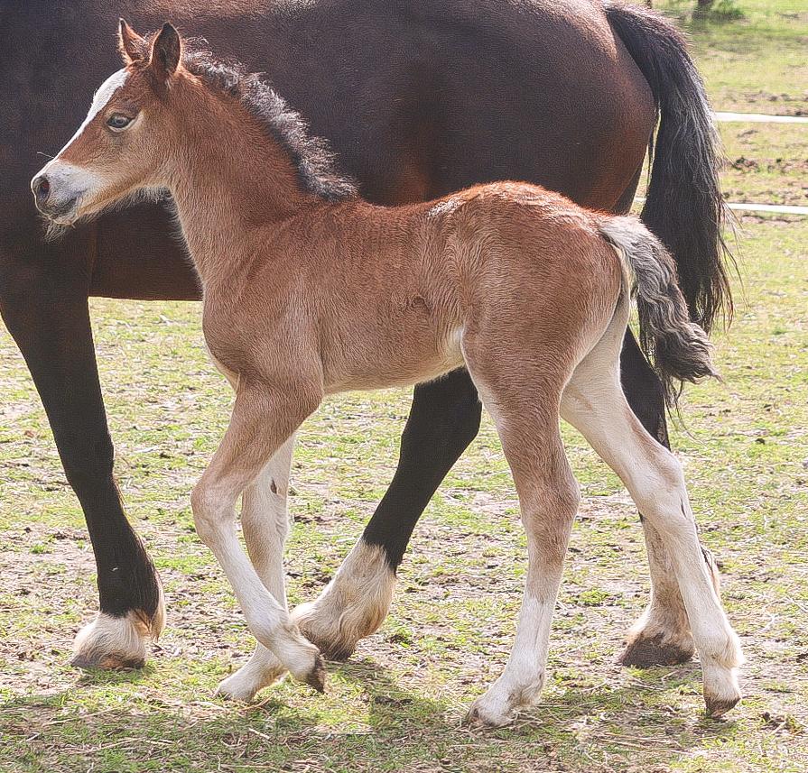 Welsh Cob (sec D) Rhosynfryd Rosiebelle billede 5