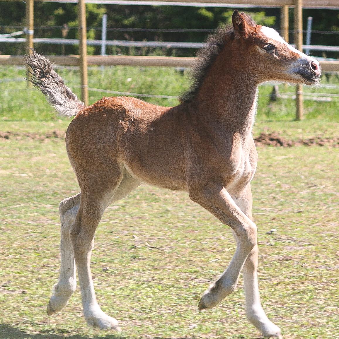 Welsh Cob (sec D) Rhosynfryd Rosiebelle billede 6