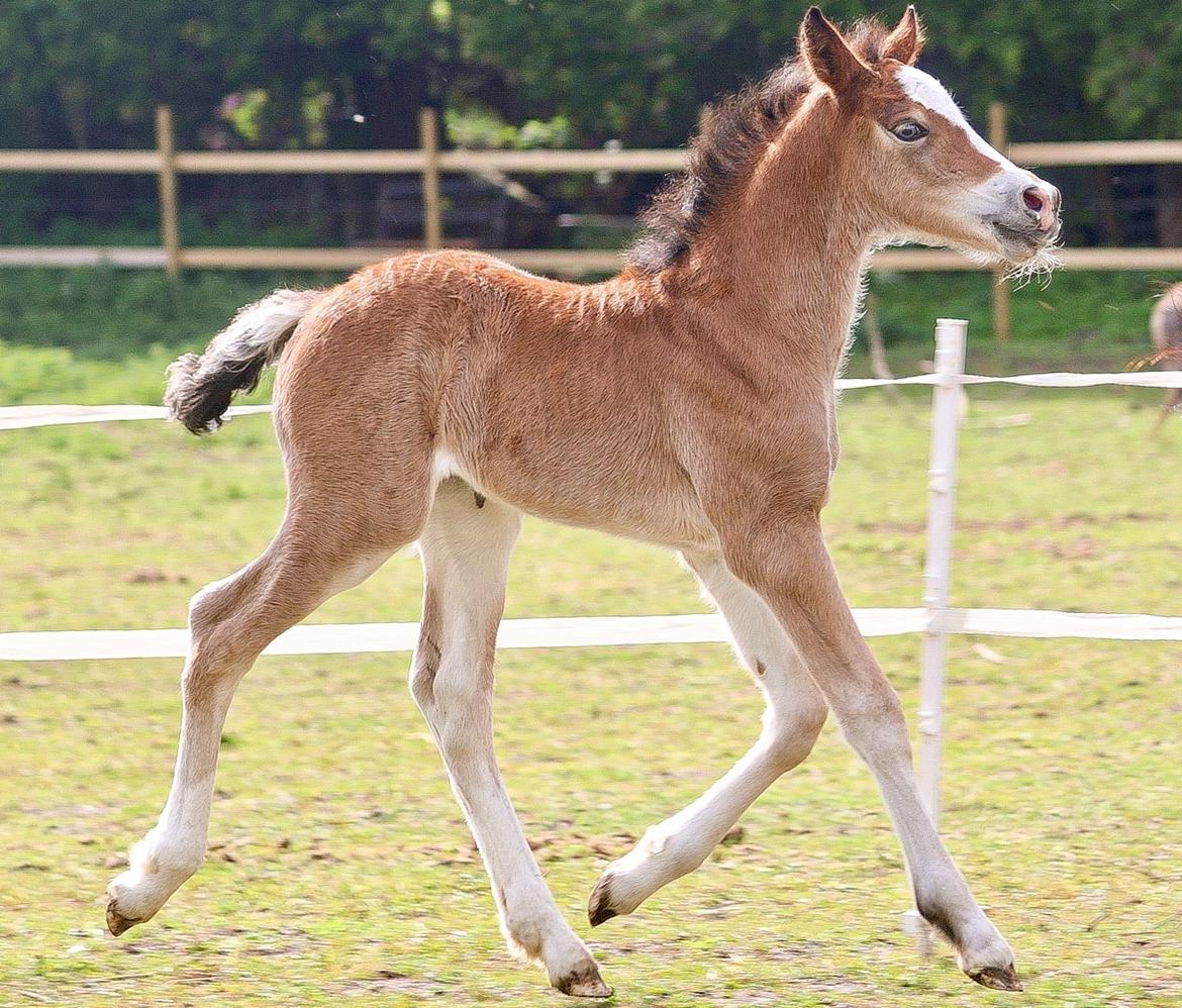 Welsh Cob (sec D) Rhosynfryd Rosiebelle billede 7