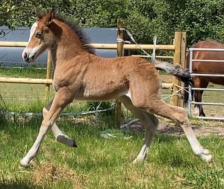 Welsh Cob (sec D) Rhosynfryd Rosiebelle billede 8