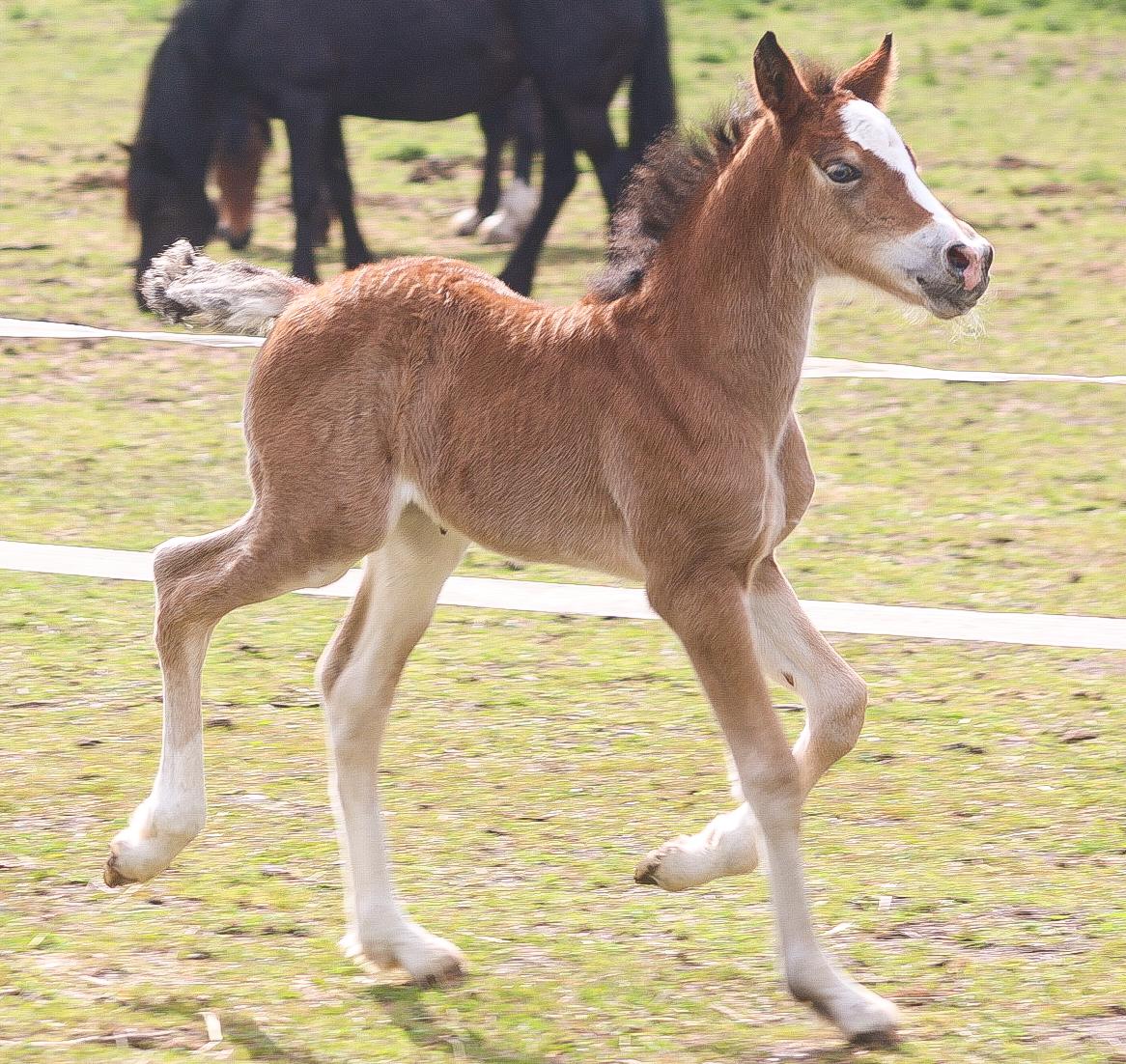 Welsh Cob (sec D) Rhosynfryd Rosiebelle billede 4