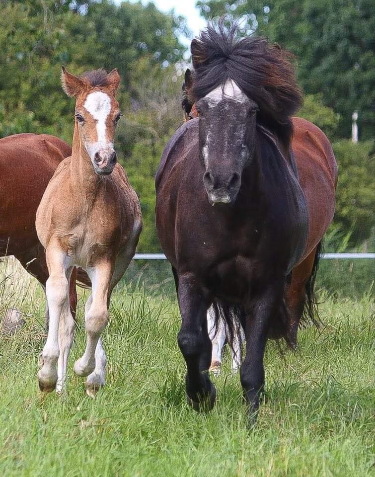Welsh Cob (sec D) Rhosynfryd Rosiebelle billede 10