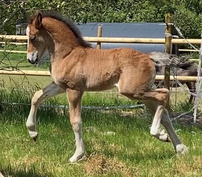 Welsh Cob (sec D) Rhosynfryd Rosiebelle billede 9
