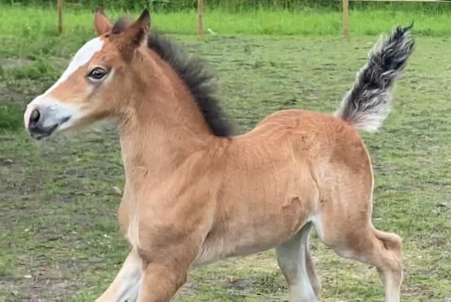 Welsh Cob (sec D) Rhosynfryd Rosiebelle billede 11
