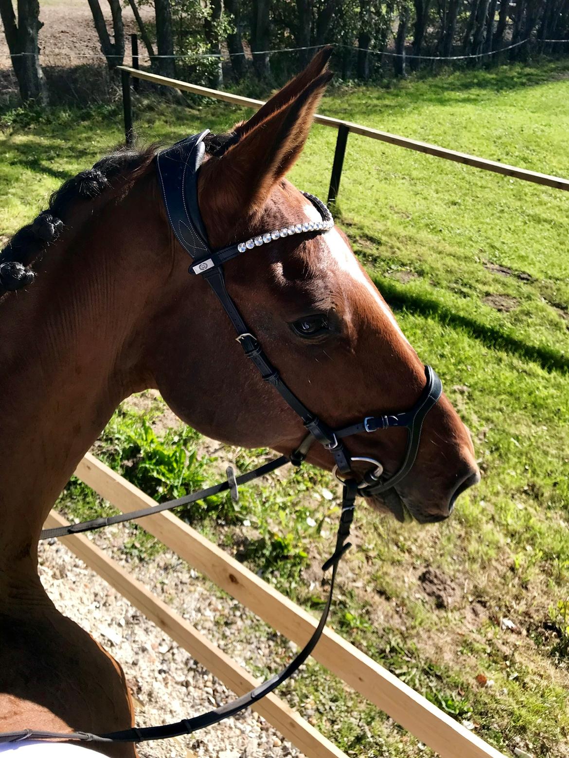 Dansk Varmblod Appetizer HIMMELHEST  billede 13