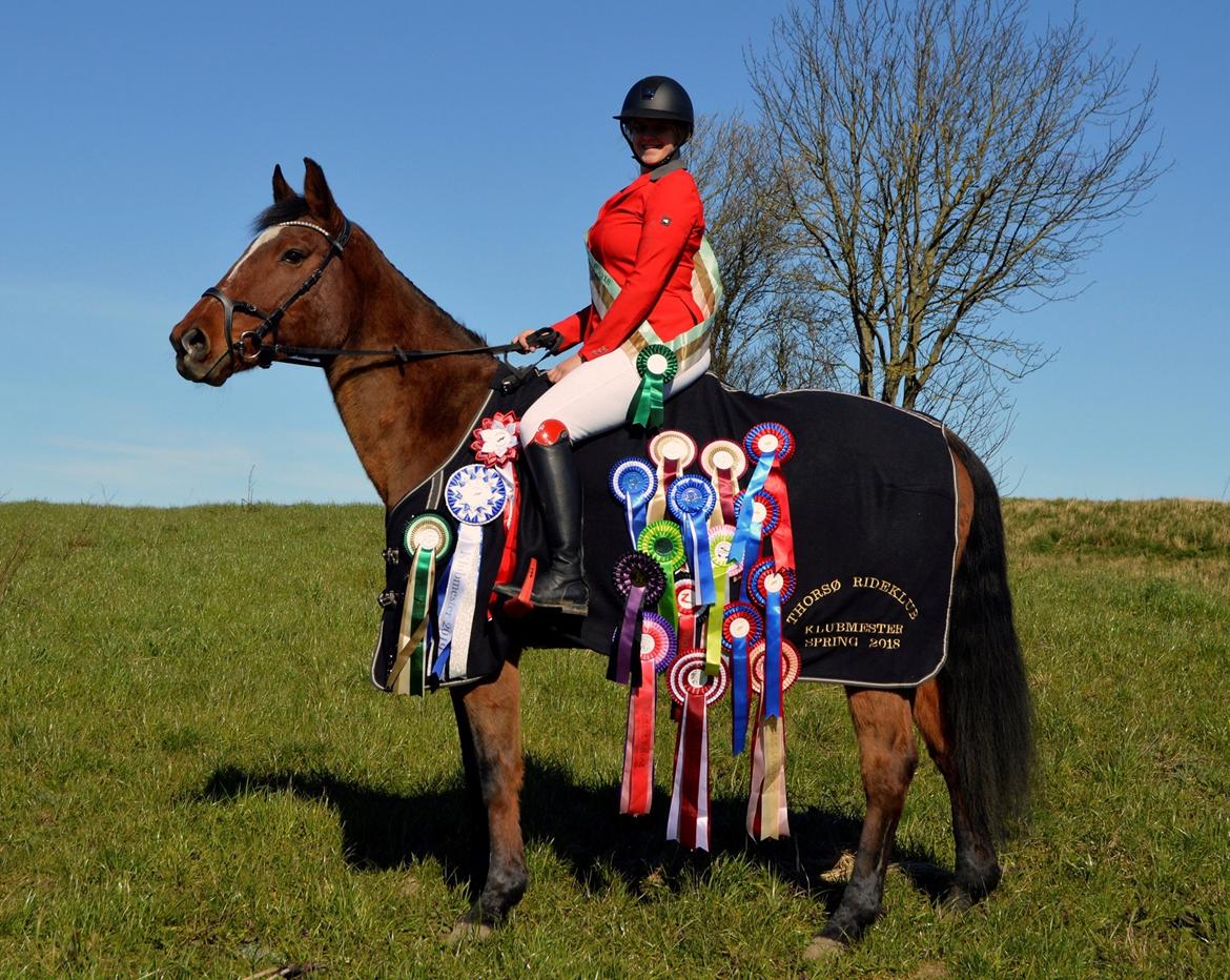 Dansk Varmblod Appetizer HIMMELHEST  billede 15