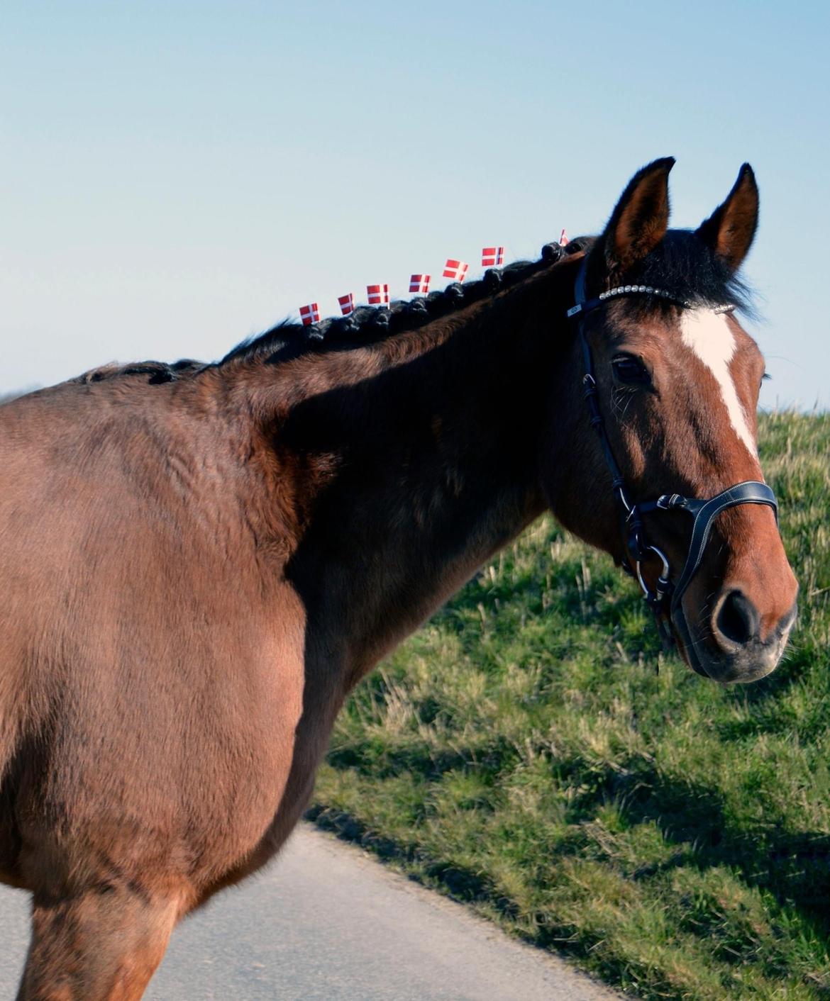 Dansk Varmblod Appetizer HIMMELHEST  billede 16