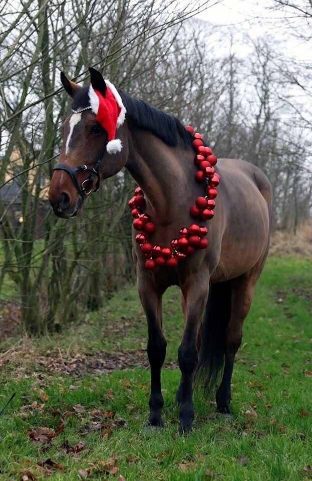 Dansk Varmblod Appetizer HIMMELHEST  billede 14