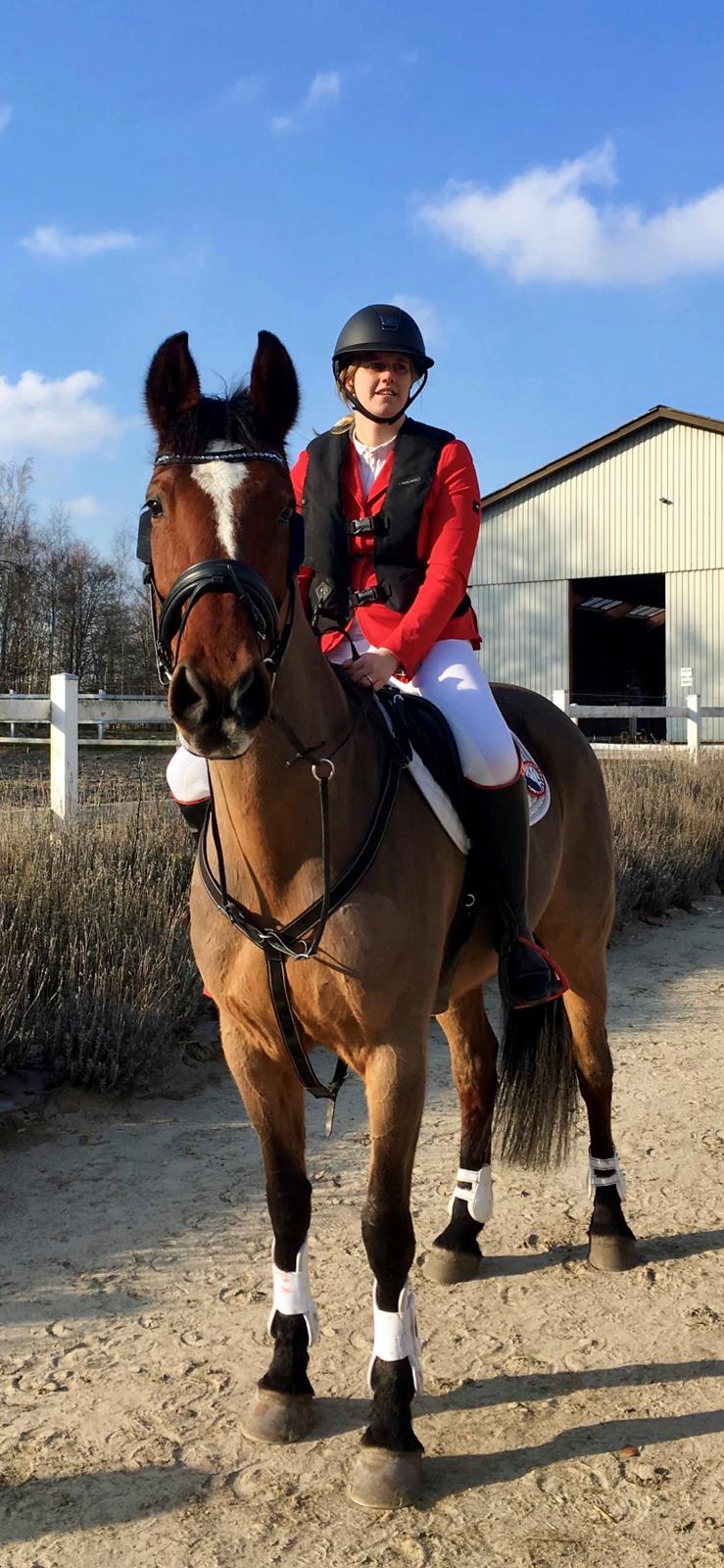 Dansk Varmblod Appetizer HIMMELHEST  billede 17